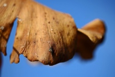 Texture On Dry Ginkgo Biloba Leaf