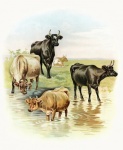 Animals Cows Vintage Art