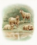 Animals Sheep Vintage Art