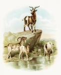 Animals Goats Vintage Art