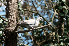 Dove On A Branch