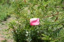 Trail Marked With Pink Cloth