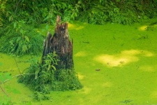 Tree Stump In Swamp