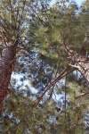 Tree Trunks Of Pine Trees