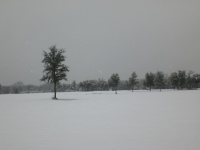 Trees In Summer Snowstorm II