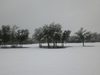 Trees In Summer Snowstorm III