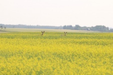 Two Deer In A Canola Field