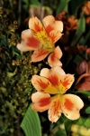 Two Orange Freesia Flowers