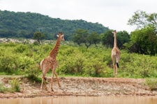 Two Tall Giraffe At A Waterhole