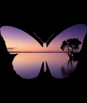 A Butterfly On A Sunset