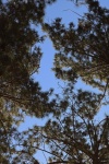 Upward View Of Pine Tree Branches