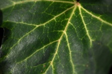 Venetion On An Ivy Leaf