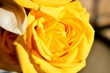 Vibrant Yellow Rose