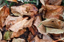 View Of Fallen Dry Damaged Leaves