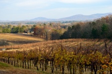 Vineyard At Dahlonega, Georgia