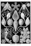 Vintage Old Ernst Haeckel