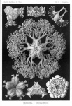 Vintage Old Ernst Haeckel