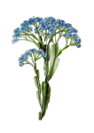 Vintage Flower Blue Clipart