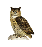 Vintage Clipart Owl Eagle Owl