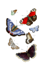 Vintage Clipart Art Butterfly
