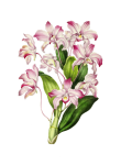 Vintage Clipart Orchid Flowers