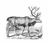 Vintage Clipart Reindeer Animal