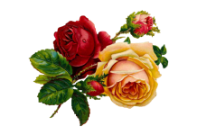 Vintage Clipart Roses Flowers