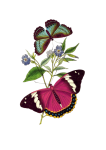 Vintage Clipart Butterfly Art