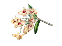 Vintage Illustration Of Flower Orchid