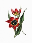 Vintage Illustration Flower Tulip
