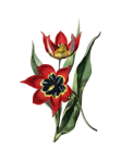 Vintage Illustration Flower Tulip