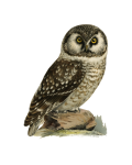 Vintage Illustration Owl Bird