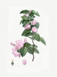 Vintage Illustration Cherry Blossom