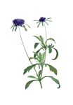Vintage Illustration Cornflower Purple