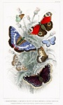 Vintage Painting Butterfly Flower