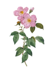 Vintage Rose Flower Illustration