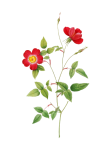 Vintage Rose Flower Illustration