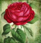 Vintage Rose Poster Art