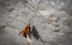 Fly Species, Spotted Woolly Glider