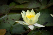 Water Lily, Light Yellow Water Lily