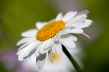 White Daisy Flower Free Photo