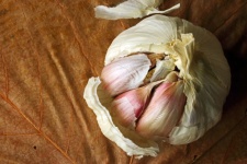 Whole Garlic Head With Papery Husk