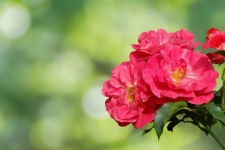 Wild Rose Flower Bokeh Photography
