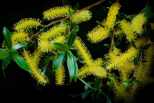 Willow Catkins, Willow