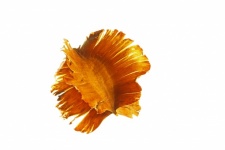 Winged Combretum Seed