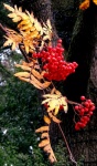 Winter Tree Red Berries