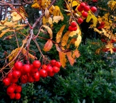 Winter Tree Red Berries