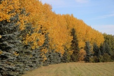 Yellow Aspen And Spruce Tree