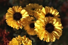 Yellow Chrysanthemums Close-up