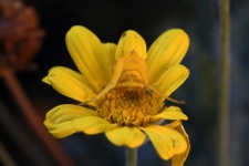 Yellow Flower Crab Spider Waiting